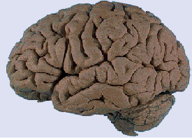 brain